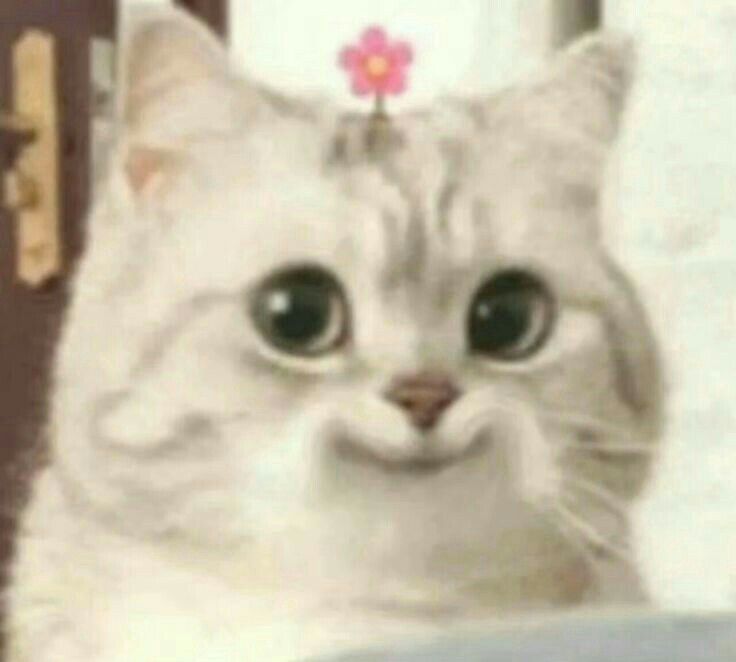 meme de gatinho sorridente
